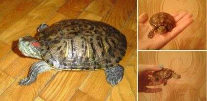 Дорослі червоновухі черепахи мають панцир довжиною 15-30 сантиметрів