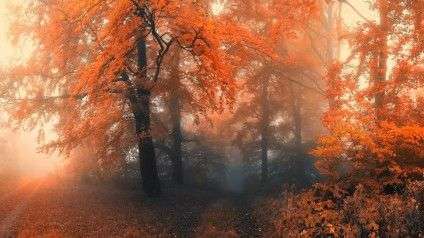 91336__autumn-forest-mist_p
