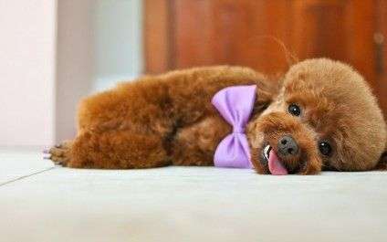 Animals___Dogs_Puppy_of_a_poodle_with_a_bow_084773_