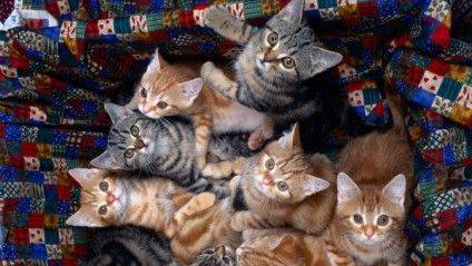 kittens_wallpaper-1280x720-600x338