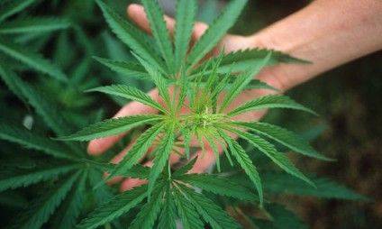 ^BCannabis plant.^b Man touching the leaves of a cannabis, or hemp, plant (^ICannabis^i ^Isativa^i). This plant is the source of the illegal psychoactive drug marijuana. It is is also cultivated for its tough fibres, which are used in textiles, and its seed oil. It is native to Central Asia, but is now found throughout the world. Despite medicinal applications, its use as a drug is illegal in most countries and therefore a licence is required for its cultivation.