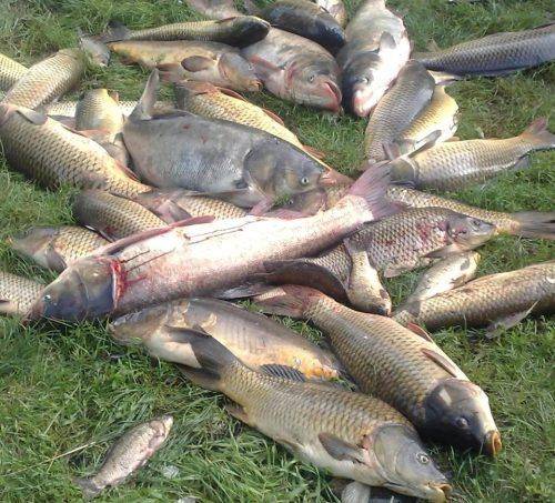 На Гордашівському ставку невідомі потруїли рибу
