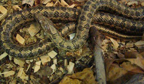 Колекція Черкаського зоопарку нараховує близько 40 видів змій