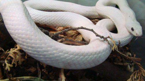 Колекція Черкаського зоопарку нараховує близько 40 видів змій