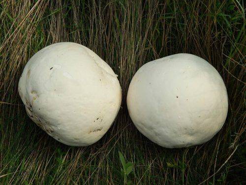 На Черкащині жінка знайшла гриби-велетні (фото)