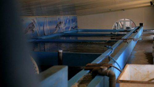Африканські соми, осетри і товстолоби: на Черкащині функціонує одна із найбільших акваферм в Україні (відео)
