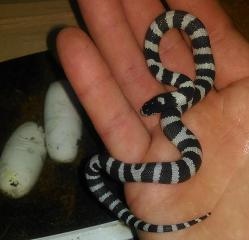 У Черкаському зоопарку з'явився вихід малюків змії королівської каліфорнійської