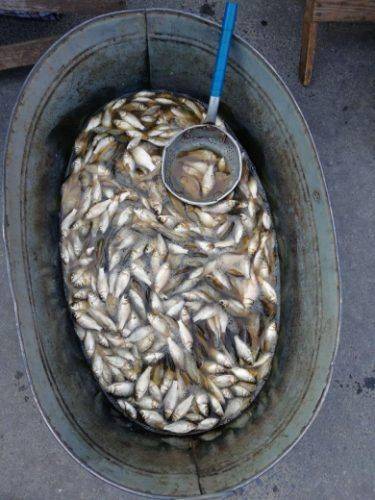 На Черкащині браконьєри наловили риби на 19 тис. грн (фото)