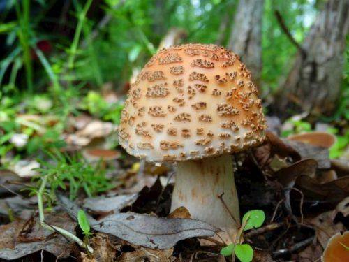 На Черкащині зросла кількість отруєнь дикорослими грибами