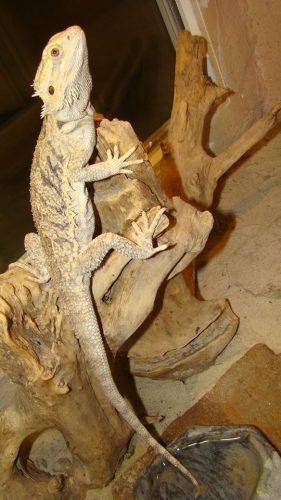 У Черкаському зоопарку налічується понад 13 видів ящірок (фото)