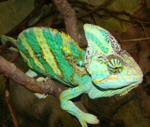 У Черкаському зоопарку налічується понад 13 видів ящірок (фото)