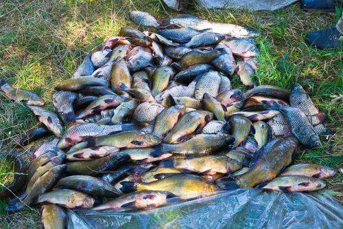 На Черкащині браконьєри наловили риби на 24 тисячі гривень (фото)