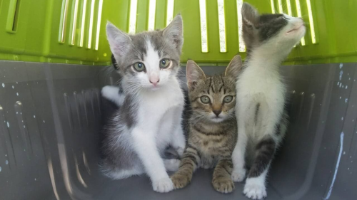 У Черкасах маленькі кошенята чекають на свою родину