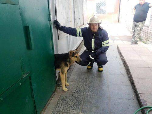 У Золотоноші врятували собаку, який застряг між контейнерами (фото, відео)