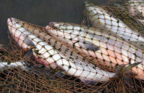 На Черкащині браконьєр наловив риби майже на п'ять тисяч гривень