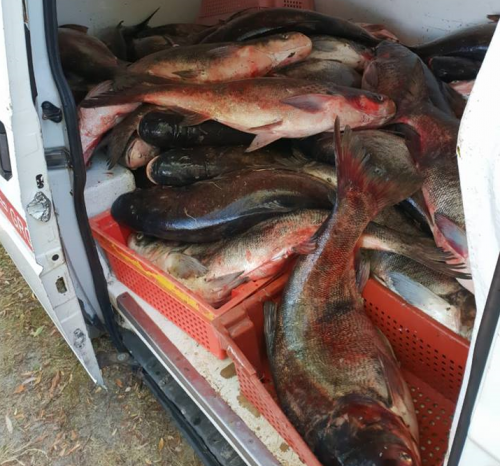 На Черкащині браконьєри виловили понад тонну товстолоба (фото)