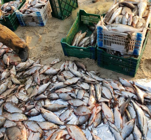 Канівські браконьєри наловили риби на 133 тисячі гривень (фото)