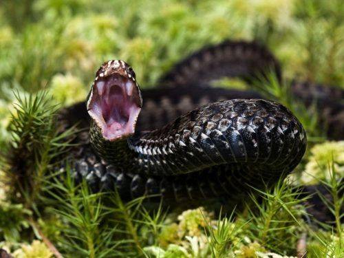 На Канівщині побільшало отруйних змій