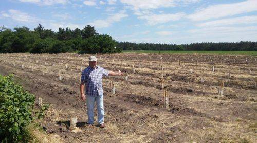 На Черкащині чоловік вирощує плантації екзотичного фрукта (фото)