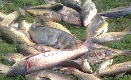 Масова загибель риби на водосховищі Черкащини нанесла збитків на суму 285 млн грн (відео)