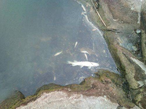 Через нестачу кисню у річці Рось на Черкащині гине риба (фото)