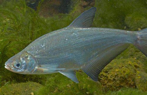 На Черкащині заборонили вилов певного виду риби