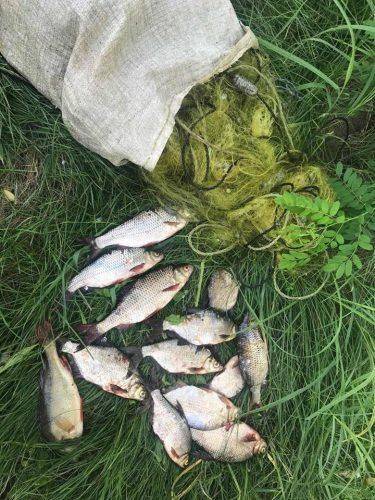 За тиждень на Черкащині браконьєри наловили майже 130 кг риби (фото)