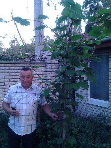 На Черкащині чоловік вирощує плантації екзотичного фрукта (фото)