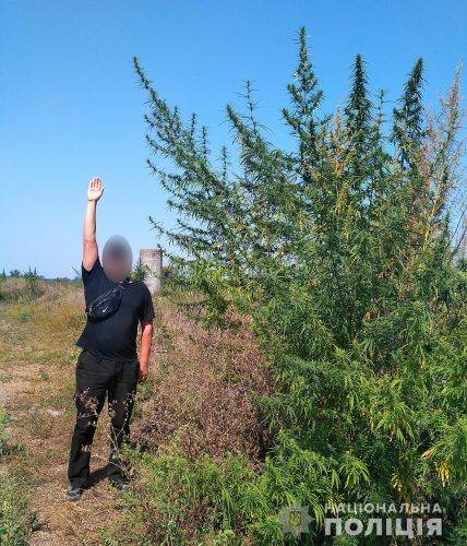 Черкаські правоохоронці виявили плантацію гігантської коноплі (фото, відео)