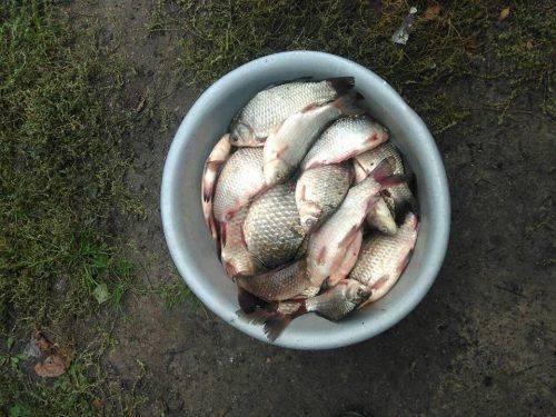 На Черкащині браконьєри наловили риби на 21 тис. грн (фото)