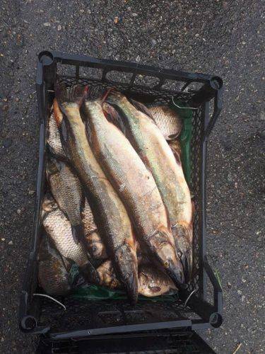 На Черкащині браконьєри наловили риби на 21 тис. грн (фото)