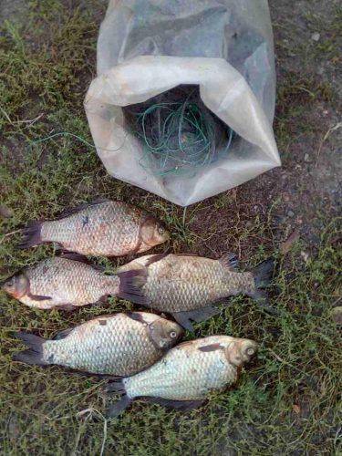 За тиждень на Черкащині браконьєри наловили риби майже на 50 тис. грн (фото)