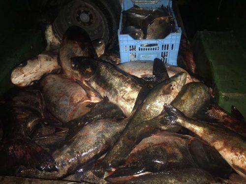 У Черкасах виявили автівку, яка перевозила 700 кг незаконно виловленої риби (фото)