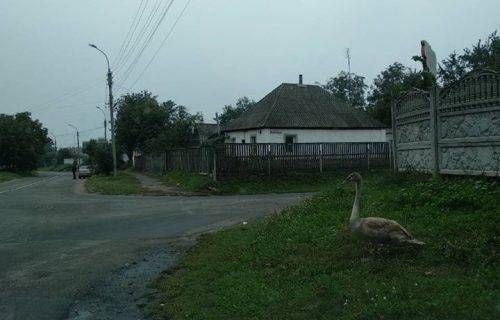 Комунальники повернули до домівки лебедя, який заблукав на вулицях Золотоноші