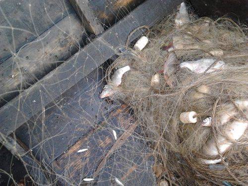 За тиждень на Черкащині браконьєри наловили риби майже на 50 тис. грн (фото)