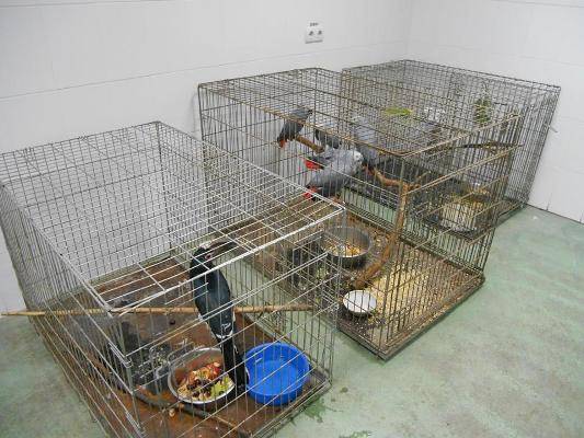 Після пожежі в черкаському зоопарку птахи-втікачі повертаються до своїх вольєрів
