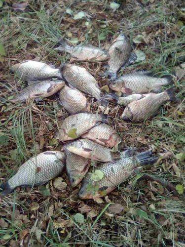 За тиждень у Черкаській області браконьєри наловили 190 кг риби (фото)