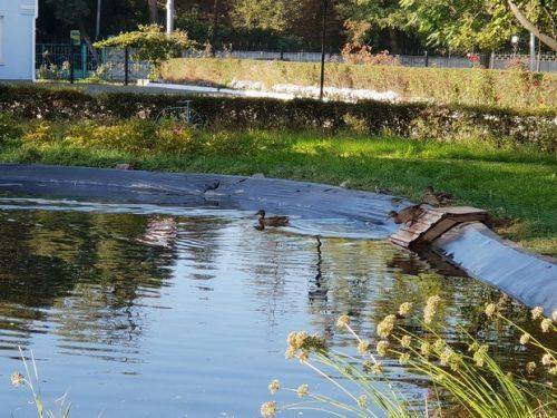 На штучній водоймі черкаського підприємства оселилися дикі качки (фото)