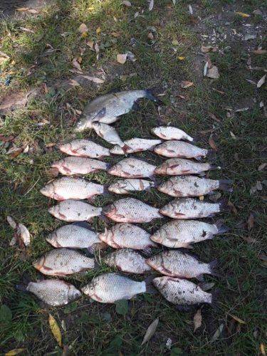 За тиждень у Черкаській області браконьєри наловили 190 кг риби (фото)