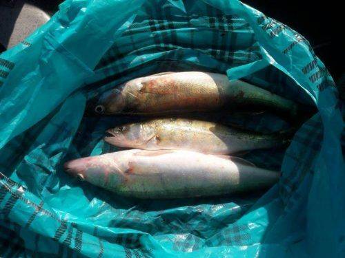 На Черкащині браконьєр виловив майже 50 кг риби (фото)