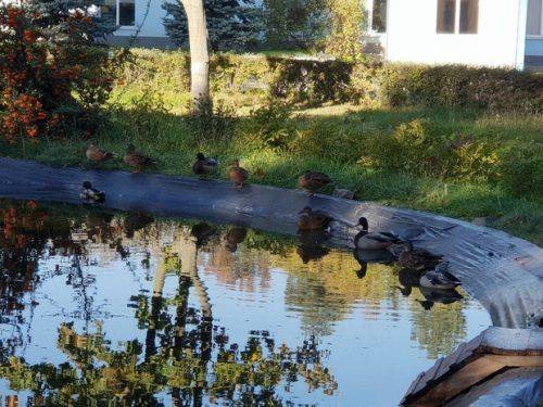 На штучній водоймі черкаського підприємства оселилися дикі качки (фото)