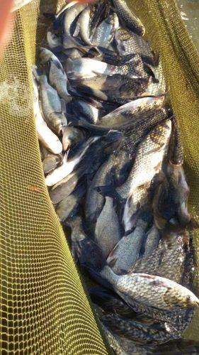 За тиждень на Черкащині браконьєри наловили майже півтонни риби (фото)