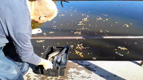 Водойми Черкащини зарибнили понад 500 кг білого амура (фото)