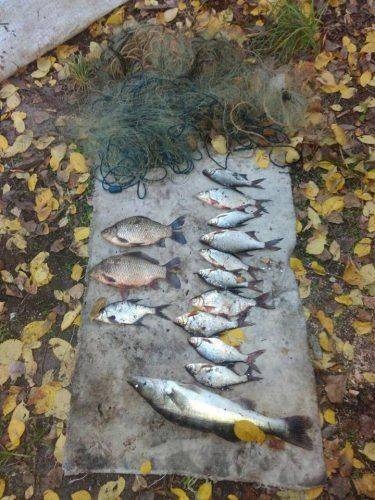 За тиждень на Черкащині браконьєри наловили майже півтонни риби (фото)