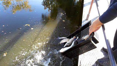 Водойми Черкащини зарибнили понад 500 кг білого амура (фото)
