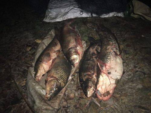 За два дні на Черкащині незаконно виловили майже 270 кг риби (фото)