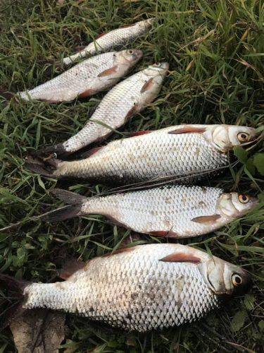 За тиждень на Черкащині браконьєри наловили понад 450 кг риби (фото)