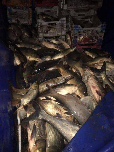 На Черкащині затримали браконьєрів, які виловили понад 1200 кг риби (фото)
