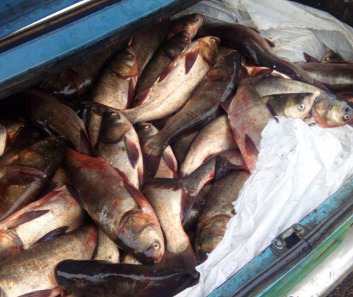 На Черкащині зафіксовано незаконний вилов 250 кг риби (фото)