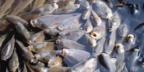 До водосховища на Черкащині випустили майже 280 тис. екземплярів риби